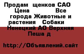 Продам ,щенков САО. › Цена ­ 30 000 - Все города Животные и растения » Собаки   . Ненецкий АО,Верхняя Пеша д.